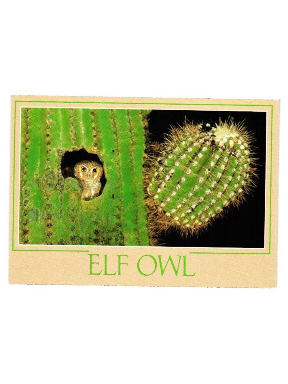 Elf Owl Color Postcard Smallest Owl World Lives Saguaro Cactus Wildlife Photo